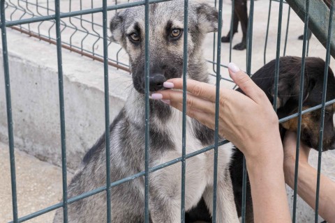 Feira de adoção de cães e gatos chega ao Jardim Vila Galvão neste sábado