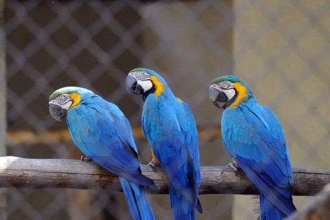 Zoológico de Guarulhos abre vagas para estágio curricular obrigatório