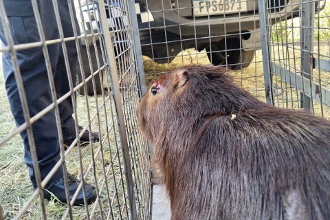 GCM resgata capivara de quase 100 kg em empresa na Vila Nova Bonsucesso