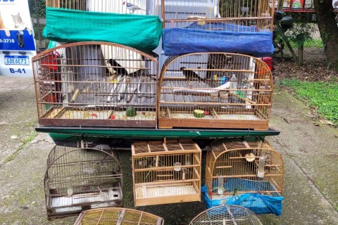 GCM resgata nove pássaros silvestres mantidos em cativeiro ilegal no Parque Maria Helena