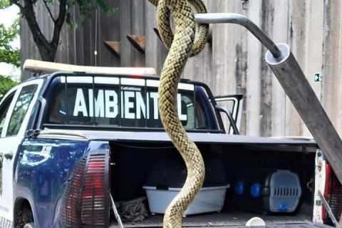 GCM de Guarulhos resgata 1.635 animais silvestres em situação de risco nos últimos 14 meses