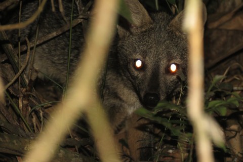Armadilhas fotográficas registram jaguatirica e cachorro do mato em reserva ambiental de Guarulhos