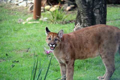 Zoológico de Guarulhos abre todos os dias na semana do Carnaval